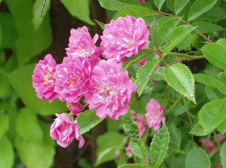 Rose rose  Diebolsheim, en alsace